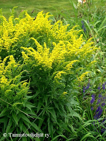 Solidago Canadensis-ryhm